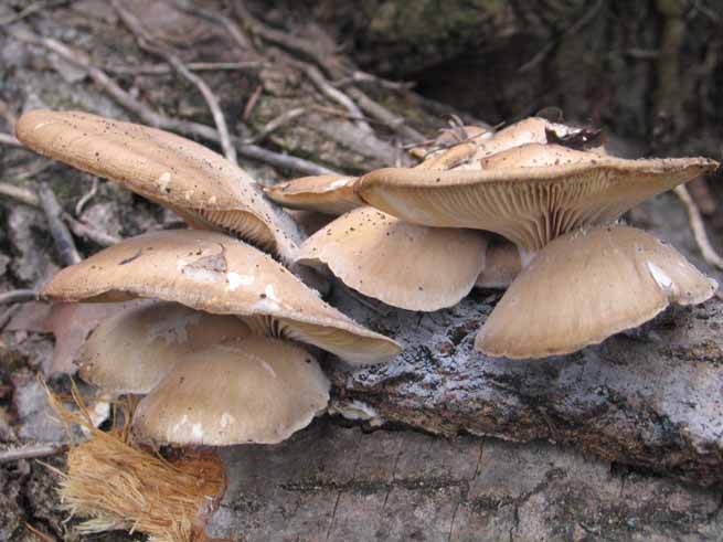 pleurotus