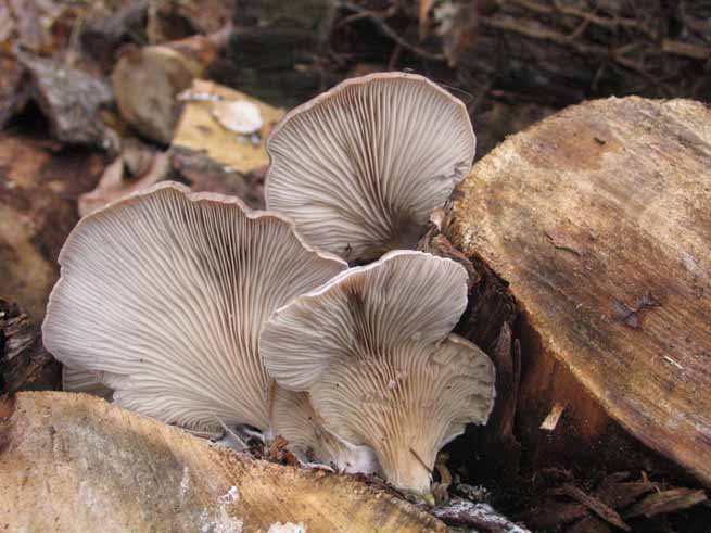 pleurotus