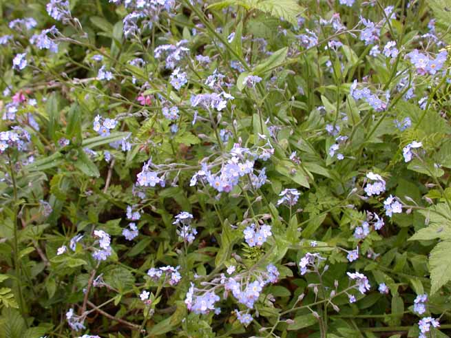 myosotis